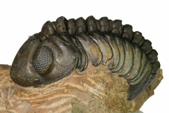 Reedops Trilobite With Nice Eyes - Lghaft , Morocco #164630